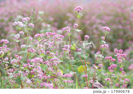 赤花そば、高嶺ルビー 赤花そば、高嶺ルビー 17990678