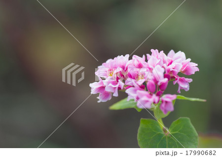 赤花そば、高嶺ルビー 赤花そば、高嶺ルビー 17990682