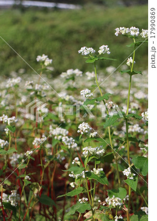 ソバの花　Fagopyrum esculentum 17990869