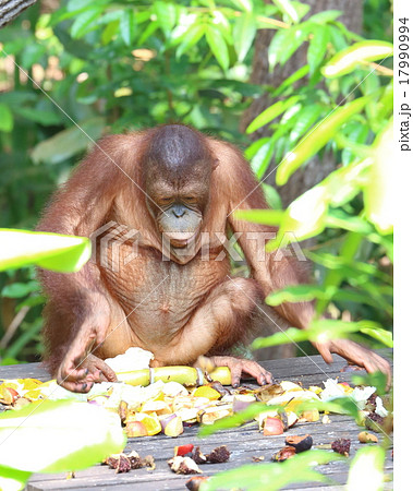 Oranguthan Oranguthan 17990994