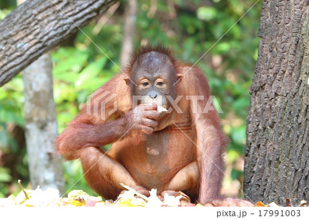 Oranguthan 17991003