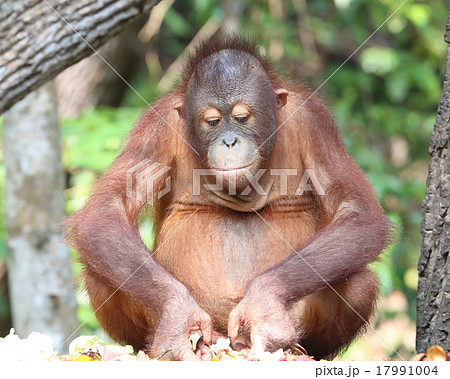 Oranguthan Oranguthan 17991004