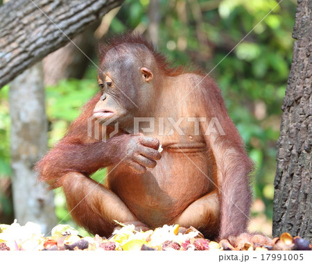 Oranguthan 17991005