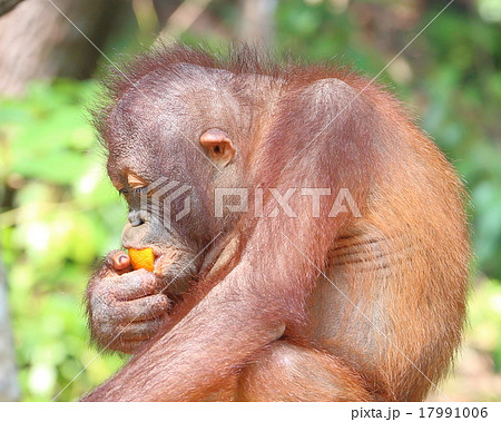 Oranguthan Oranguthan 17991006