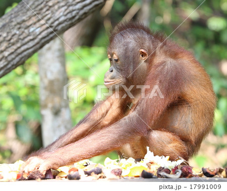 Oranguthan 17991009
