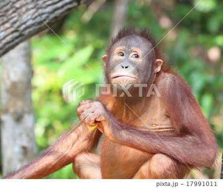 Oranguthan Oranguthan 17991011