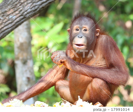Oranguthan Oranguthan 17991014
