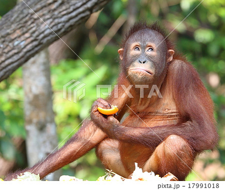 Oranguthan Oranguthan 17991018