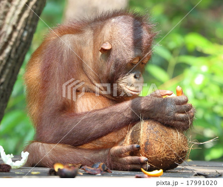 Oranguthan 17991020
