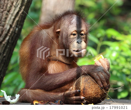 Oranguthan 17991021