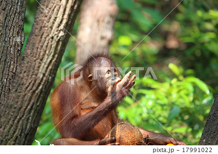 Oranguthan 17991022