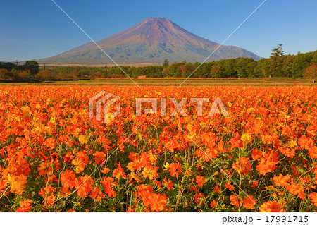 富士山とキバナコスモス　イメージ 17991715