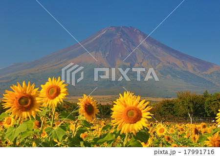 富士山とひまわり 17991716