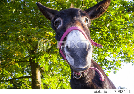 funny donkey with backlighting in the meadow 17992411