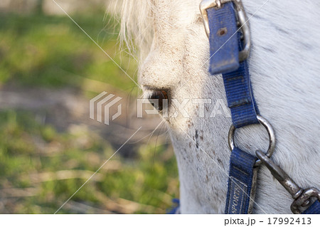 details of horses with backlighting in the meadow 17992413
