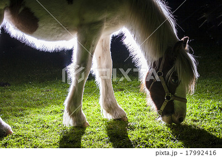 details of horses with backlighting in the meadow 17992416