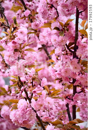 flowers flowers 17992593