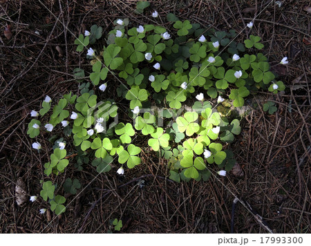 Flowering shamrock (Oxalis acetosella) in forest 17993300