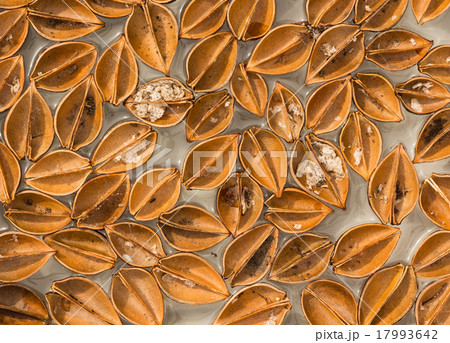 Paulownia Open Shells 17993642