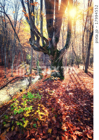 Beautiful autumn forest with river in mountains Beautiful autumn forest with river in mountains 17994552