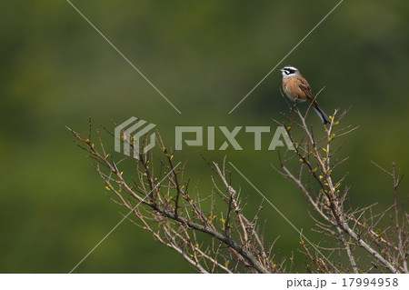 ホオジロ ホオジロ 17994958