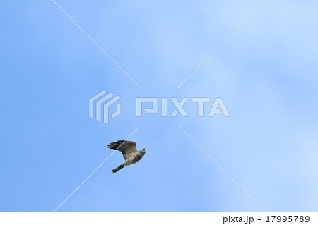 生き物 鳥類 アカハラダカ、石垣島では九月二十日前後に渡りの大きな群れが見られることが多いようです① 生き物 鳥類 アカハラダカ、石垣島では九月二十日前後に渡りの大きな群れが見られることが多いようです① 17995789