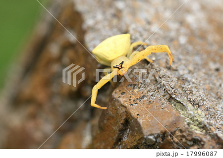 生き物 蜘蛛 アマミアズチグモ、顔の黒いのが特徴。名前は『奄美』ですが沖縄でもあちこちでみられます 生き物 蜘蛛 アマミアズチグモ、顔の黒いのが特徴。名前は『奄美』ですが沖縄でもあちこちでみられます 17996087