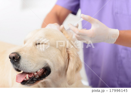 Professional vet examining a dog  17996145