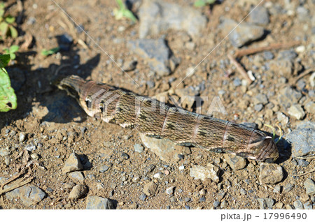 ベニスズメ 紅雀 の幼虫の写真素材