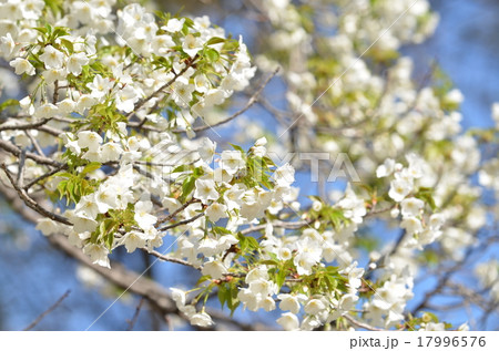 オオシマザクラ オオシマザクラ 17996576