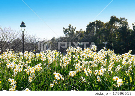 葛西臨海公園の水仙（1月）東京都江戸川区 17996615