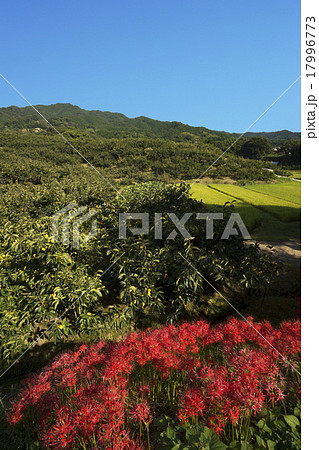 山の辺の道　秋景色 17996773