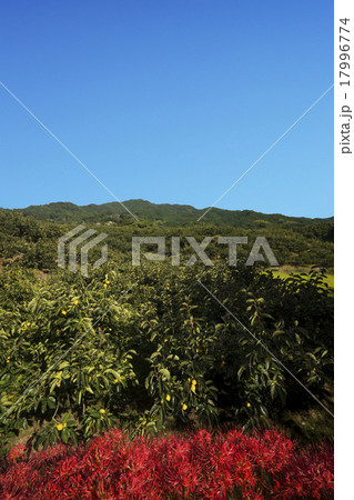 山の辺の道　秋景色 17996774