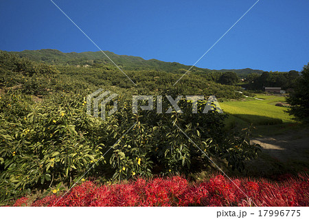 山の辺の道　秋景色 17996775