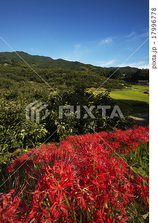 山の辺の道 秋景色 山の辺の道 秋景色 17996778