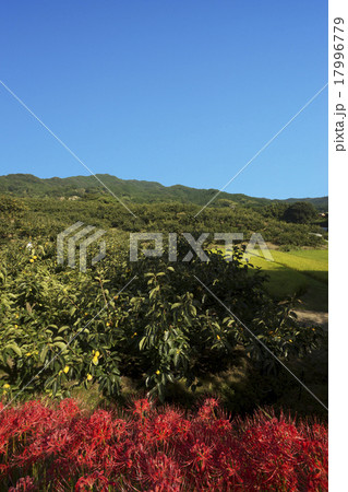 山の辺の道 秋景色 山の辺の道 秋景色 17996779
