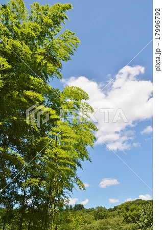 空と緑 17996792