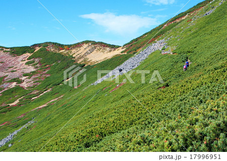 東天井岳のハイマツの斜面を行く登山者 東天井岳のハイマツの斜面を行く登山者 17996951