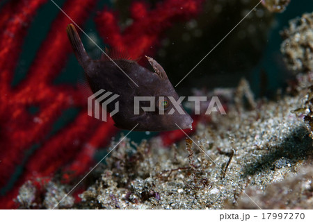 ハギの幼魚とヤギB ハギの幼魚とヤギB 17997270