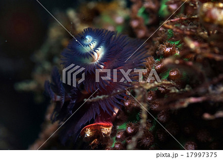 青いイバラカンザシ 17997375