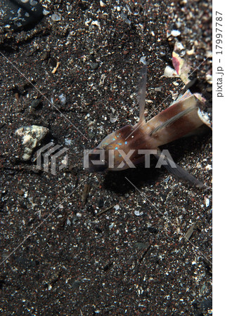 ダテハゼの頭部 17997787