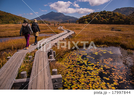 尾瀬の湿原を歩く人々 17997844