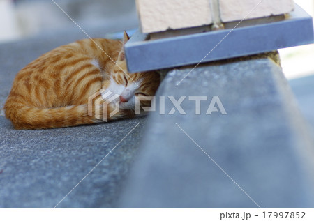 お昼寝猫 お昼寝猫 17997852
