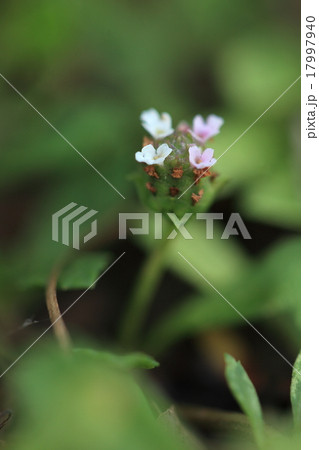 自然 植物 イワダレソウ、在来種です。園芸用から緑化資材までいろいろな品種が作られているようです 自然 植物 イワダレソウ、在来種です。園芸用から緑化資材までいろいろな品種が作られているようです 17997940