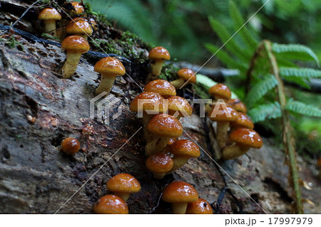 天然ナメコ 17997979