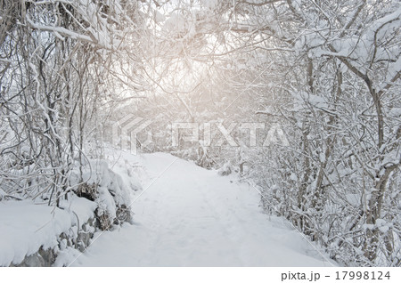 冬の道 冬の道 17998124