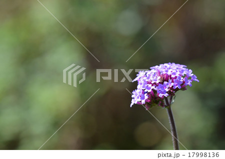 ヤナギハナガサ(柳花笠) ヤナギハナガサ(柳花笠) 17998136