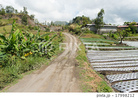 バリ バトゥール山麓の畑の中の一本道 バリ バトゥール山麓の畑の中の一本道 17998212