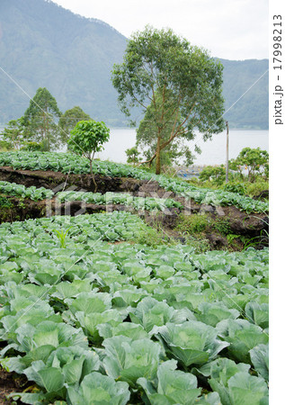 バリ キンタマーニ キャベツの栽培風景 バリ キンタマーニ キャベツの栽培風景 17998213
