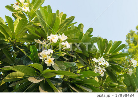 インド アーメダバード プルメリアの花 インド アーメダバード プルメリアの花 17998434